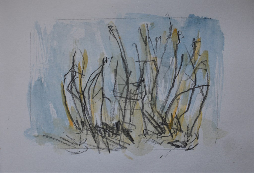 crete color sketch of reed grass